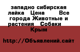 западно сибирская лайка › Цена ­ 0 - Все города Животные и растения » Собаки   . Крым